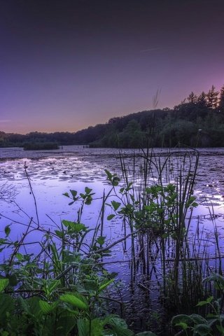 Обои трава, озеро, природа, лес, закат, grass, lake, nature, forest, sunset разрешение 2048x1342 Загрузить