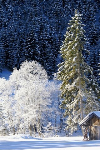 Обои деревья, снег, природа, лес, зима, домик, германия, бавария, trees, snow, nature, forest, winter, house, germany, bayern разрешение 2048x1369 Загрузить