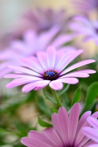 Обои цветы, лепестки, остеоспермум, flowers, petals, osteospermum разрешение 3696x2448 Загрузить