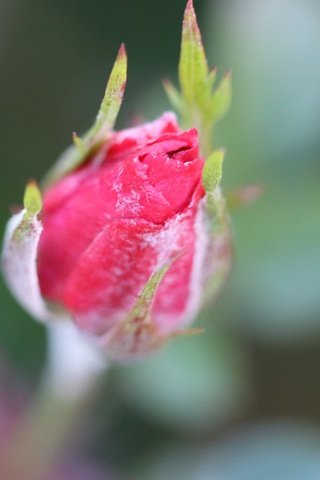 Обои цветение, цветок, роза, размытость, бутон, flowering, flower, rose, blur, bud разрешение 5472x3648 Загрузить