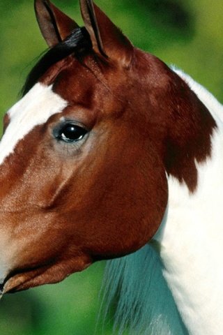 Обои глаза, морда, лошадь, профиль, уши, конь, eyes, face, horse, profile, ears разрешение 1920x1200 Загрузить