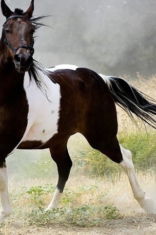 Обои лошадь, природа, пыль, конь, бег, хвост, horse, nature, dust, running, tail разрешение 1920x1200 Загрузить