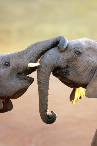 Обои животные, игра, слоны, хобот, слоненок, animals, the game, elephants, trunk, elephant разрешение 3300x2131 Загрузить