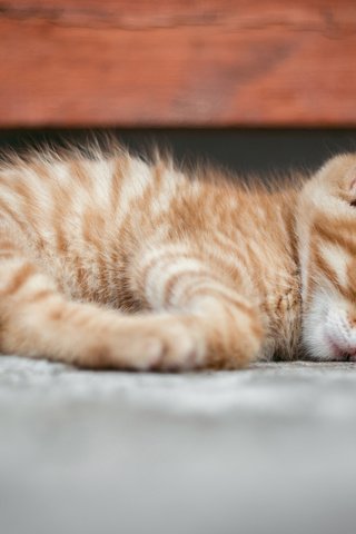 Обои мордочка, кошка, сон, котенок, рыжий, muzzle, cat, sleep, kitty, red разрешение 3840x2400 Загрузить