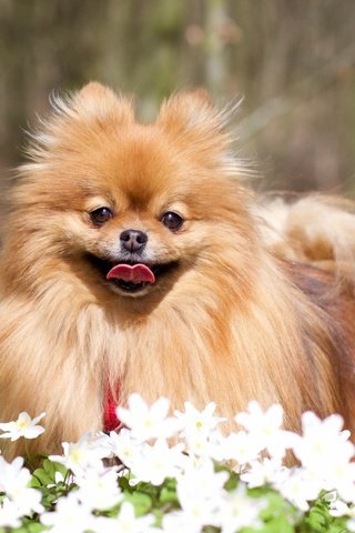 Обои цветы, мордочка, взгляд, собака, язык, шпиц, flowers, muzzle, look, dog, language, spitz разрешение 2880x1800 Загрузить