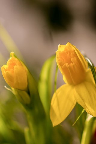 Обои цветы, бутоны, макро, весна, нарциссы, боке, flowers, buds, macro, spring, daffodils, bokeh разрешение 2048x1418 Загрузить