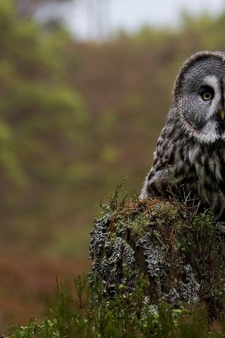 Обои цветы, сова, птица, пень, бородатая неясыть, неясыть, flowers, owl, bird, stump, great grey owl разрешение 1920x1200 Загрузить