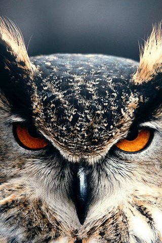 Обои глаза, сова, взгляд, клюв, черный фон, перья, филин, eyes, owl, look, beak, black background, feathers разрешение 4912x3328 Загрузить