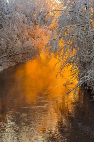 Обои деревья, река, природа, лес, ветки, иней, trees, river, nature, forest, branches, frost разрешение 1920x1200 Загрузить