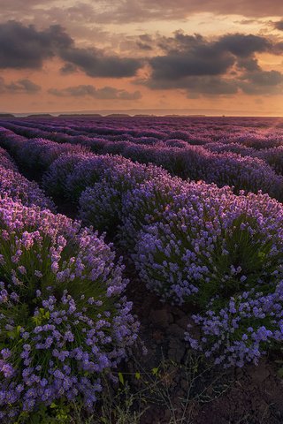 Обои цветы, природа, закат, пейзаж, поле, лаванда, flowers, nature, sunset, landscape, field, lavender разрешение 1920x1200 Загрузить