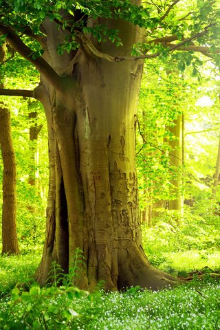 Обои трава, деревья, зелень, растения, лес, ветки, grass, trees, greens, plants, forest, branches разрешение 1920x1200 Загрузить