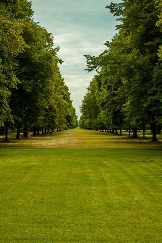 Обои небо, трава, деревья, парк, ветки, зеленые листья, the sky, grass, trees, park, branches, green leaves разрешение 2880x1800 Загрузить