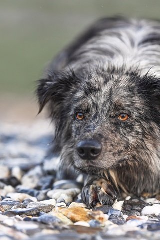 Обои камни, мордочка, взгляд, собака, бордер-колли, stones, muzzle, look, dog, the border collie разрешение 1975x1236 Загрузить