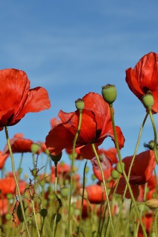 Обои небо, цветы, бутоны, поле, лепестки, красные, маки, стебли, the sky, flowers, buds, field, petals, red, maki, stems разрешение 5843x3833 Загрузить