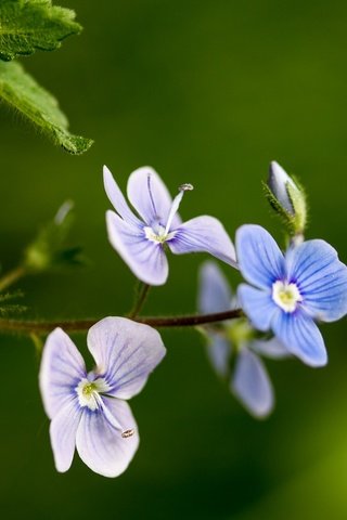 Обои цветы, макро, фон, лепестки, стебель, вероника, flowers, macro, background, petals, stem, veronica разрешение 2048x1365 Загрузить