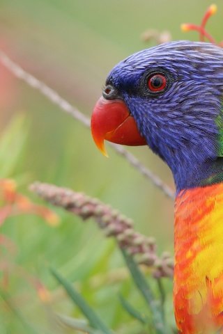 Обои цветы, природа, птица, попугай, лорикет, разноцветный лорикет, flowers, nature, bird, parrot, rainbow lorikeet, colorful rainbow lorikeet разрешение 4760x2677 Загрузить