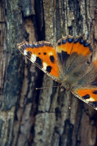 Обои дерево, насекомое, бабочка, крылья, кора, tree, insect, butterfly, wings, bark разрешение 2501x1563 Загрузить