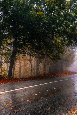 Обои дорога, лес, туман, осень, road, forest, fog, autumn разрешение 1920x1080 Загрузить