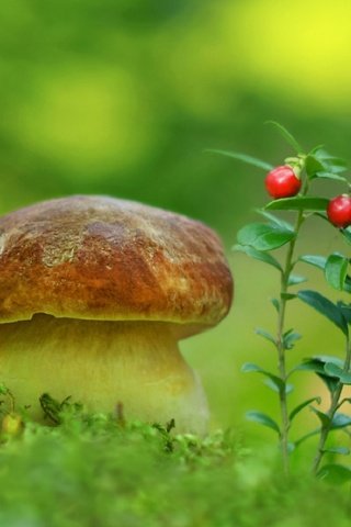 Обои природа, гриб, мох, ягоды, белый гриб, aleksandr hvozd, nature, mushroom, moss, berries, white mushroom разрешение 2596x1600 Загрузить