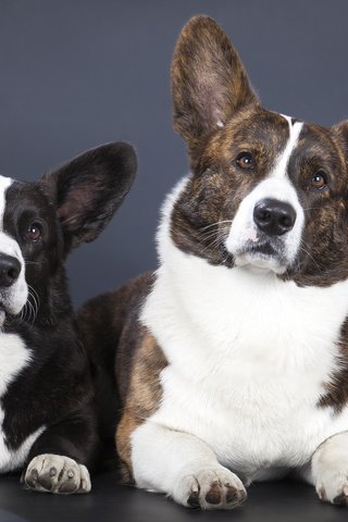 Обои кардиган, собаки, вельш-корги, корги, cardigan, dogs, welsh corgi, corgi разрешение 3840x2400 Загрузить