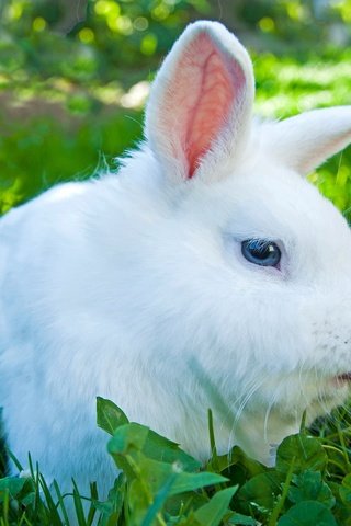 Обои глаза, цветы, трава, взгляд, ромашки, ушки, кролик, eyes, flowers, grass, look, chamomile, ears, rabbit разрешение 2048x1489 Загрузить