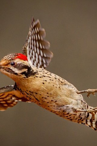 Обои крылья, птица, клюв, перья, дятел, wings, bird, beak, feathers, woodpecker разрешение 2048x1311 Загрузить