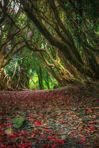 Обои деревья, лес, ветки, лепестки, тропинка, заросли, trees, forest, branches, petals, path, thickets разрешение 2048x1152 Загрузить