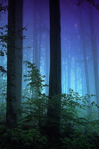 Обои деревья, природа, лес, туман, стволы, темнота, trees, nature, forest, fog, trunks, darkness разрешение 1920x1080 Загрузить