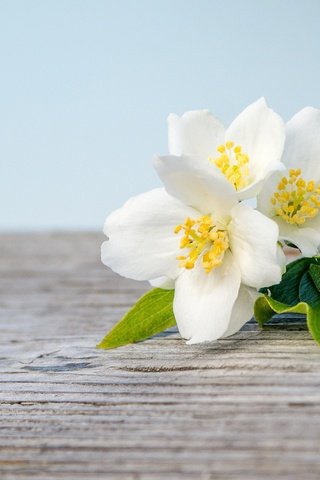 Обои цветение, макро, белый, весна, жасмин, деревянная поверхность, flowering, macro, white, spring, jasmine, wooden surface разрешение 2048x1365 Загрузить