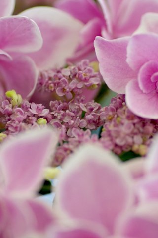 Обои цветы, макро, лепестки, розовые, соцветие, гортензия, flowers, macro, petals, pink, inflorescence, hydrangea разрешение 2560x1707 Загрузить