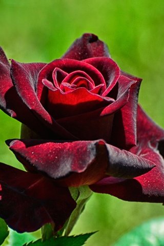 Обои макро, цветок, роза, лепестки, размытость, бутон, бархатная, macro, flower, rose, petals, blur, bud, velvet разрешение 2560x1696 Загрузить