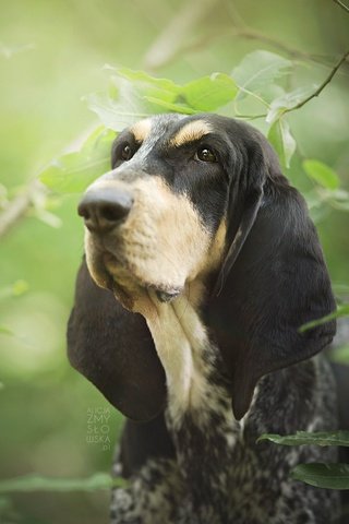 Обои морда, листья, ветки, собака, бассет, бассет-хаунд, face, leaves, branches, dog, bassett, the basset hound разрешение 2048x1365 Загрузить