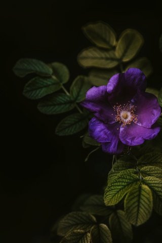 Обои листья, макро, цветок, черный фон, куст, leaves, macro, flower, black background, bush разрешение 7360x4540 Загрузить