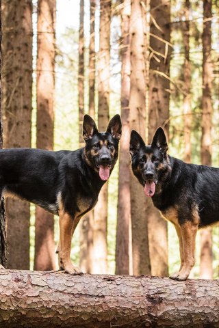 Обои собаки, немецкая овчарка, овчарки, dogs, german shepherd, shepherd разрешение 3840x2400 Загрузить