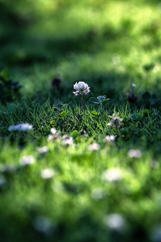 Обои цветы, трава, клевер, макро, лето, лужайка, flowers, grass, clover, macro, summer, lawn разрешение 2560x1600 Загрузить