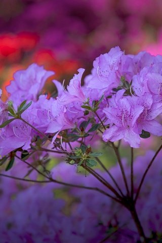 Обои цветы, ветка, макро, соцветие, рододендроны, flowers, branch, macro, inflorescence, rhododendrons разрешение 5393x3595 Загрузить