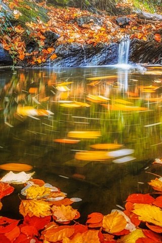 Обои вода, листья, водопад, осень, поток, water, leaves, waterfall, autumn, stream разрешение 2048x1198 Загрузить