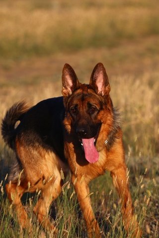 Обои взгляд, прогулка, язык, степь, немецкая овчарка, look, walk, language, the steppe, german shepherd разрешение 1920x1280 Загрузить