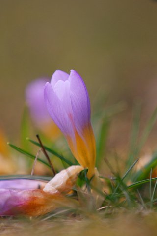 Обои цветы, трава, природа, размытость, весна, крокусы, flowers, grass, nature, blur, spring, crocuses разрешение 3840x2400 Загрузить