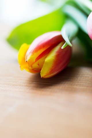 Обои цветы, весна, тюльпаны, деревянная поверхность, flowers, spring, tulips, wooden surface разрешение 2880x1800 Загрузить