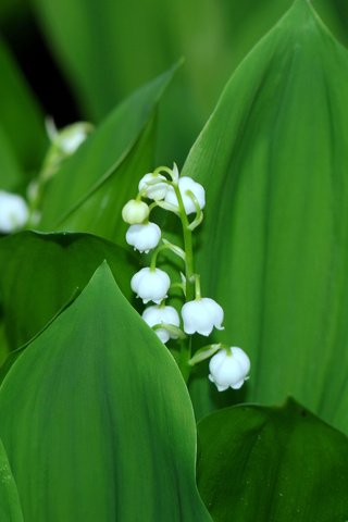 Обои цветы, листья, ландыши, весна, flowers, leaves, lilies of the valley, spring разрешение 3840x2400 Загрузить