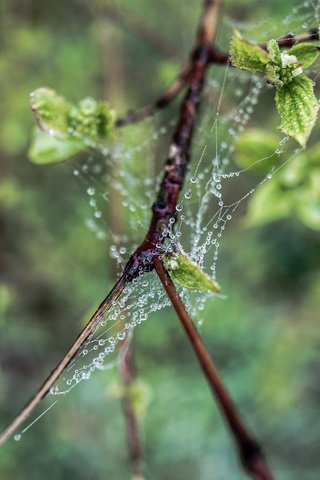 Обои природа, листья, макро, ветки, роса, капли, паутина, nature, leaves, macro, branches, rosa, drops, web разрешение 1920x1200 Загрузить