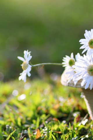 Обои цветы, трава, лепестки, ромашки, белые, шляпа, flowers, grass, petals, chamomile, white, hat разрешение 2560x1600 Загрузить