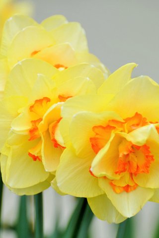 Обои цветы, лепестки, весна, стебли, нарциссы, flowers, petals, spring, stems, daffodils разрешение 3840x2400 Загрузить