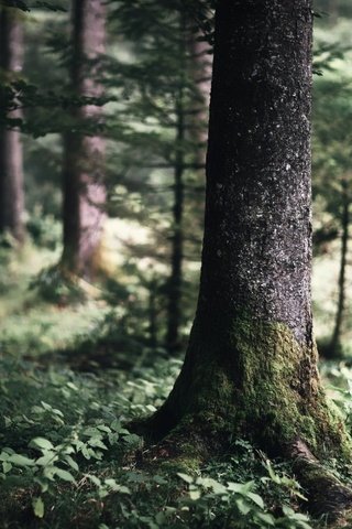 Обои деревья, природа, лес, стволы, trees, nature, forest, trunks разрешение 1920x1200 Загрузить
