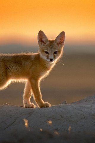 Обои закат, пустыня, лиса, фенек, лисица, уши, хвост, лисичка, sunset, desert, fox, fenech, ears, tail разрешение 1920x1200 Загрузить