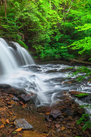 Обои деревья, река, лес, ветки, водопад, trees, river, forest, branches, waterfall разрешение 1920x1200 Загрузить