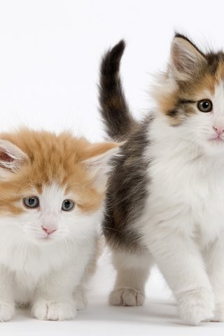 Обои взгляд, белый фон, кошки, котята, мордочки, котики, look, white background, cats, kittens, faces, seals разрешение 3840x2400 Загрузить