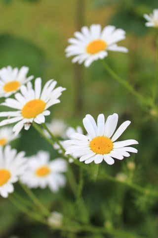 Обои цветы, лепестки, размытость, ромашки, белые, стебли, flowers, petals, blur, chamomile, white, stems разрешение 5184x3456 Загрузить