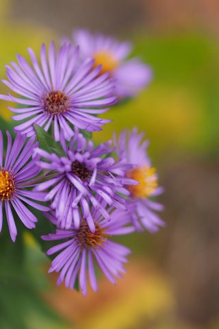 Обои цветы, лепестки, боке, астра, астра татарская, flowers, petals, bokeh, astra, astra tatar разрешение 3840x2400 Загрузить